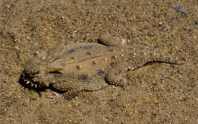 My Minivan is a Rolling Civics Classroom: 7 Quick Takes III